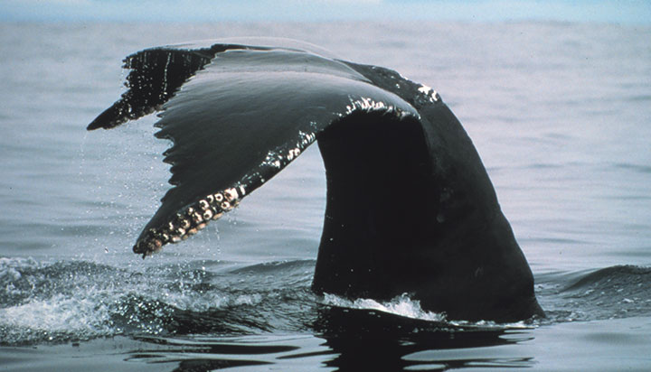 in open ocean, a large humpback whale fin flexes before it dips below the surface, the fin and tail area glistens black with jagged trailing edges and a few scattered barnacles flank the perimeter